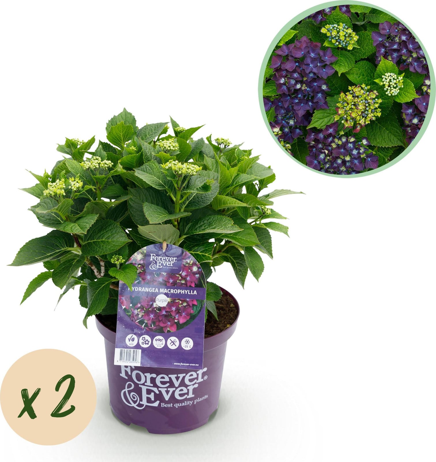 Pflanzenboutique Hortensia Hydrangea Forever & Ever Paars 2 Stuks 40-55 cm Ø23 cm Tuinplant