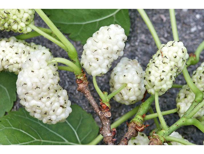 Maulbeerbaum Dolce Vita ' (Morus alba 'Dolce Vita '), Topfgrösse Ø20cm'