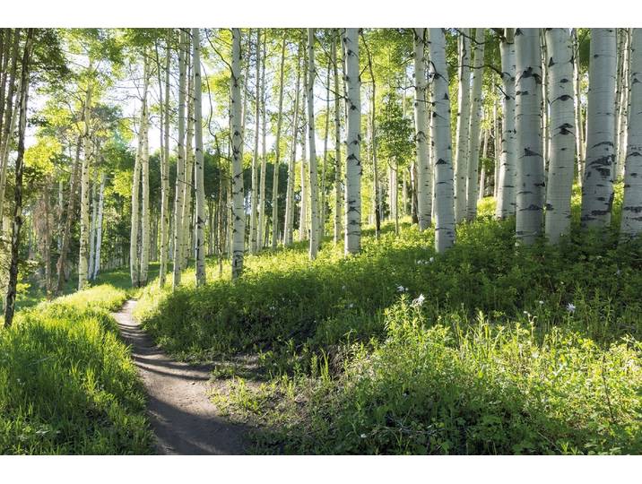 Fototapete PAPERMOON Birch Hiking Trail , bunt, B:5m L:2,8m, Vlies, Tapeten, Fototapete