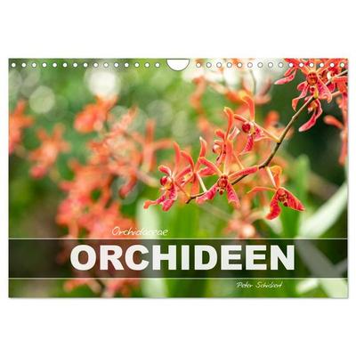 Orchidaceae - Orchideen (Wandkalender 2026 DIN A4 quer), CALVENDO Monatskalender