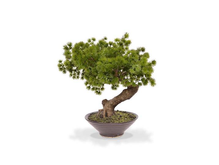 Kunstblume BOTANIC-HAUS Bonsai Pinus in Schale , braun, H:50cm Ø:35cm, Holz, Polyester, Kunstpflanzen, Kunstblume