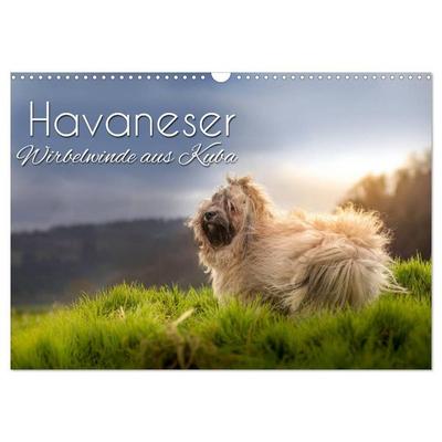 Havaneser - Wirbelwinde aus Kuba (Wandkalender 2027 DIN A3 quer), CALVENDO Monatskalender