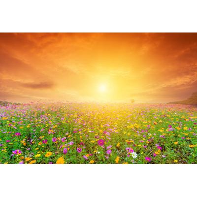 Fototapete PAPERMOON "Kosmos Blumenfeld", bunt, B:4,5m L:2,8m, Vlies, Tapeten