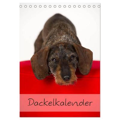Dackel (Tischkalender 2026 DIN A5 hoch), CALVENDO Monatskalender