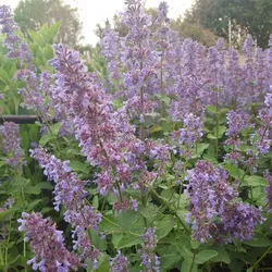 Katzenminze – Nepeta x faassenii 'Summer Magic'