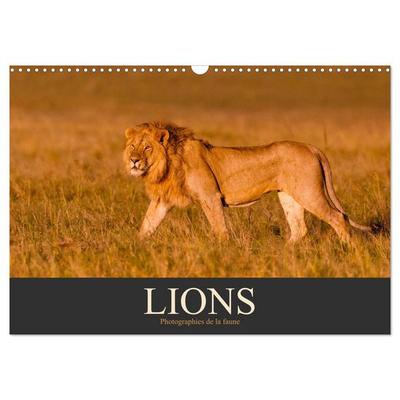 Lions – Photographies de la faune (Calendrier mural 2026 DIN A3 vertical), CALVENDO calendrier mensuel