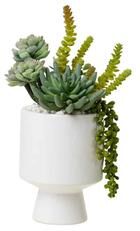 Jenny Silks Succulents Arrangement in White Cylinder Urn - Green