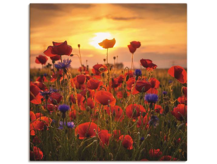 Leinwandbild ARTLAND Mohnblumen im Abendlicht , rot (farbe bild(er): rot), B:30cm H:30cm, Bilder, Leinwandbild, auf Holzrahmen gespannt