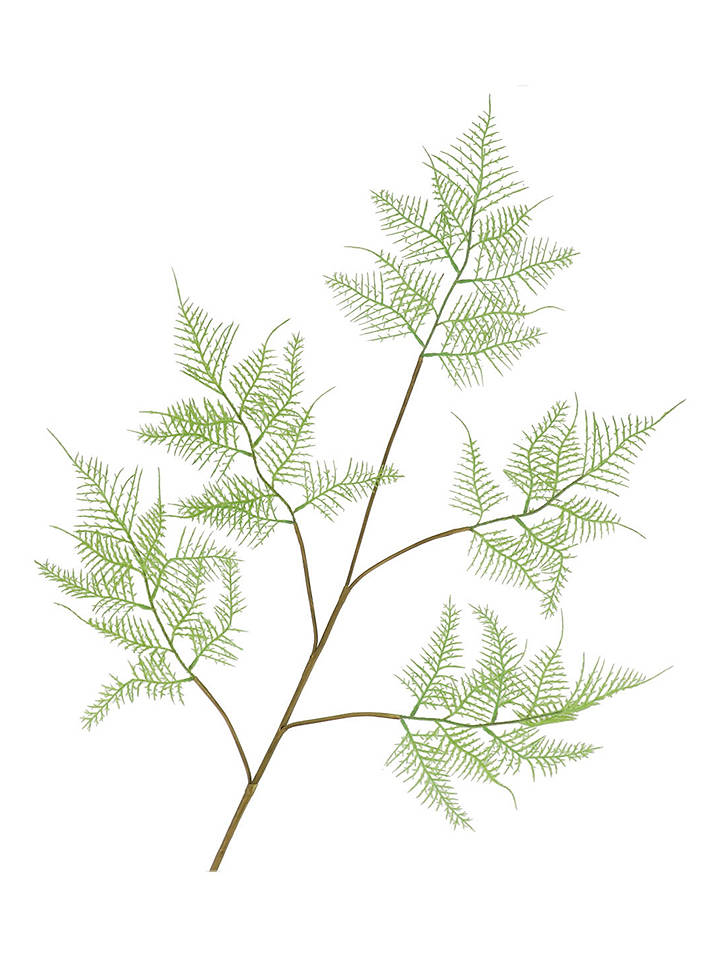 daan kromhout Dekozweig "Fern Asparagus" in Hellgrün/ Braun - (H)107 cm - onesize