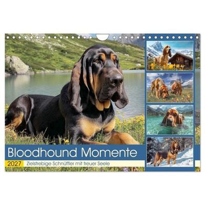 Bloodhound Momente. Zielstrebige Schnüffler mit treuer Seele (Wandkalender 2027 DIN A4 quer), CALVENDO Monatskalender