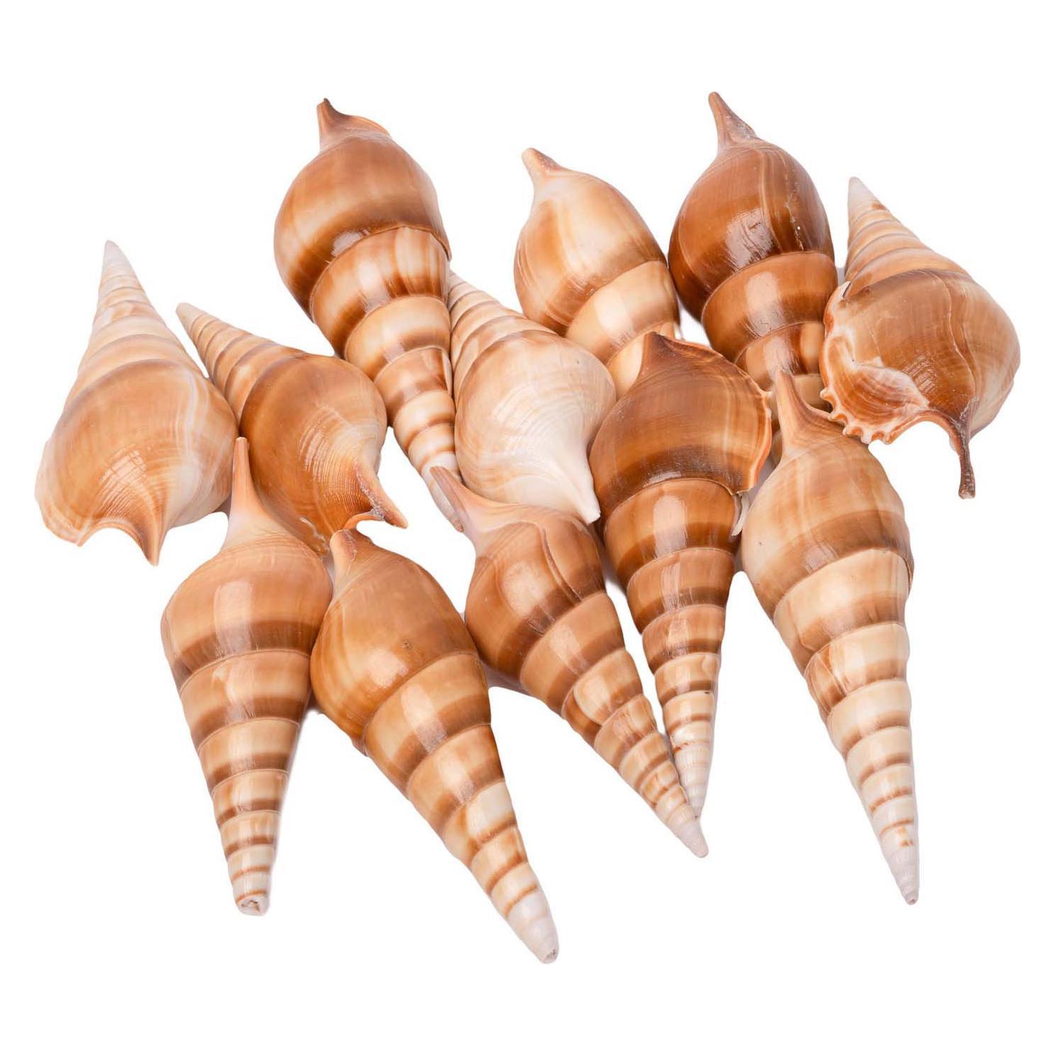 Colorations Colorationen - Muscheln Tibia, 400g (55623594)