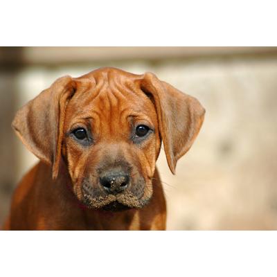 Fototapete PAPERMOON "Rhodesian Ridgeback Welpe", bunt, B:2,5m L:1,9m, Vlies, Tapeten
