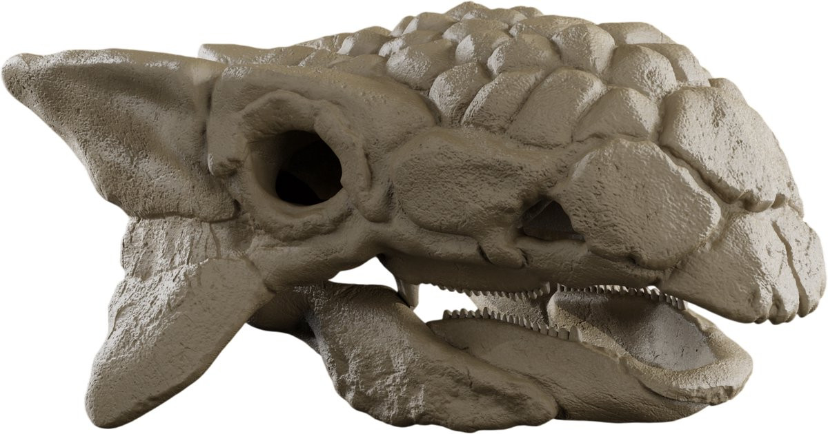 Ankylosaurus Schedel - Beige - 1:2 Schaalmodel 25cm - Anatomische Dinosaurus Replica Decoratie