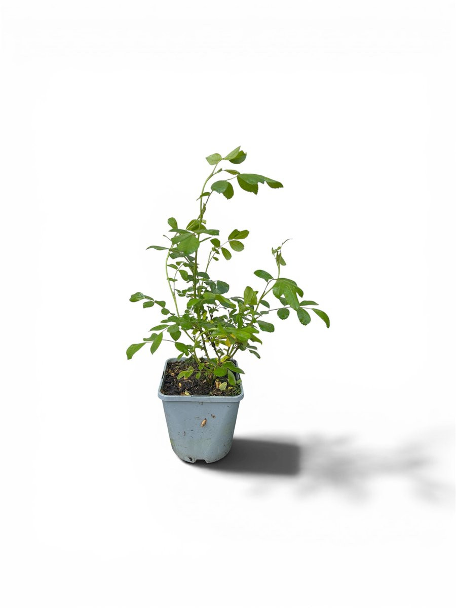 Rosa (H) 'Schneekonigin' Roos - 15-20 cm in pot