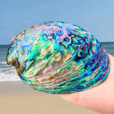 Abalone Shell Smudge Kit Paua Shell Sage Smudging Bowl With Stand b