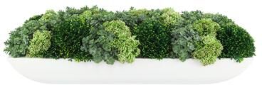 Creative Labs Chick Succulent and Sedum Arrangement in Pot - Green