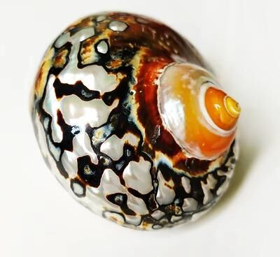 Inspired Finds Natural Turbo Hermit Crab Shell Decor For Aquarium, Coastal Display & Collecting 3.543.94in