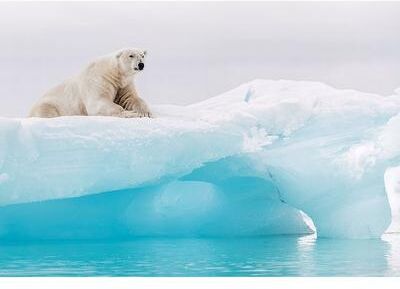 Komar Arctic Polar Bear Wall Mural