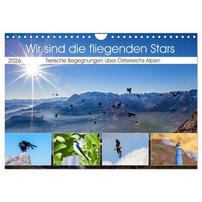 Wir sind die fliegenden Stars (Wandkalender 2026 DIN A4 quer), CALVENDO Monatskalender