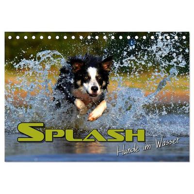 SPLASH - Hunde im Wasser (Tischkalender 2026 DIN A5 quer), CALVENDO Monatskalender