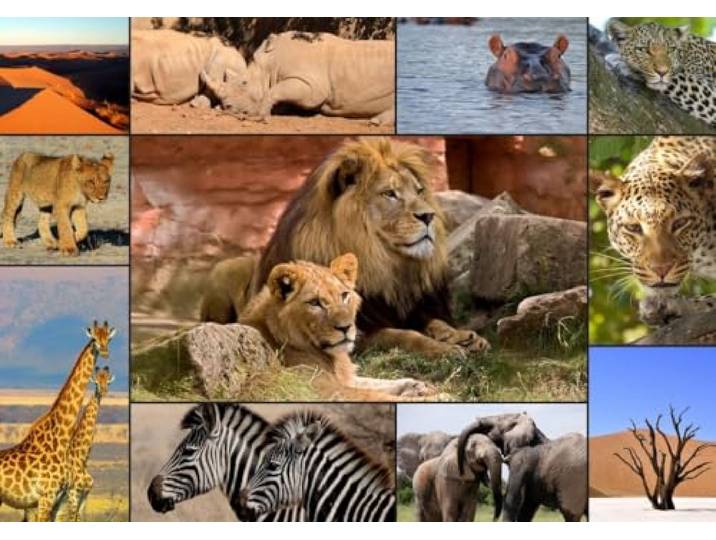 Grafika puzzel Collage - Wildlife - 1500 stukjes