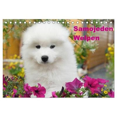 Samojeden Welpen (Tischkalender 2027 DIN A5 quer), CALVENDO Monatskalender