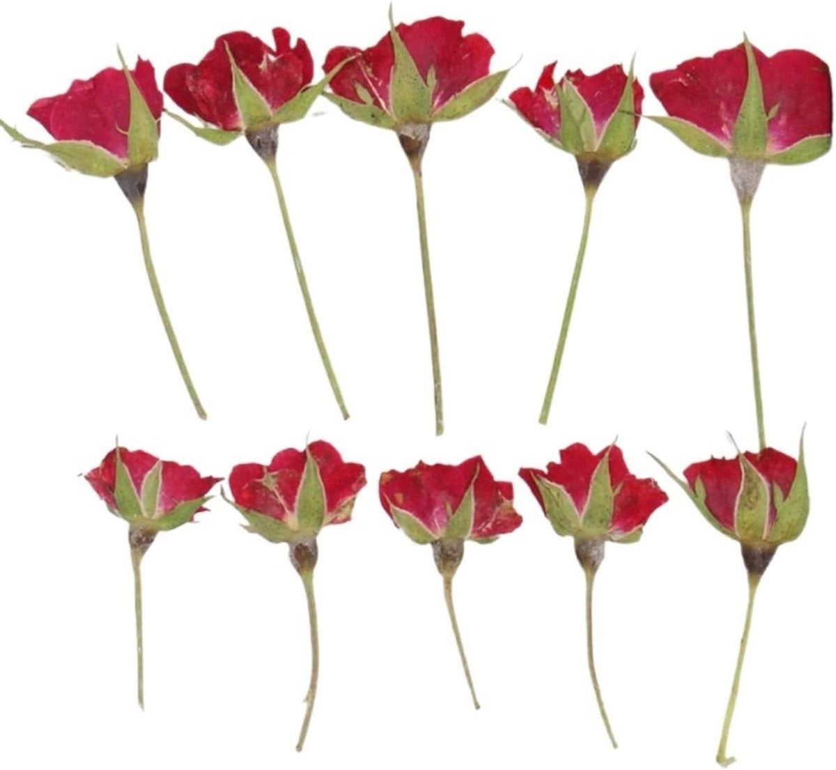 Gedroogde Mini Rozen - 12 Stuks - Rood