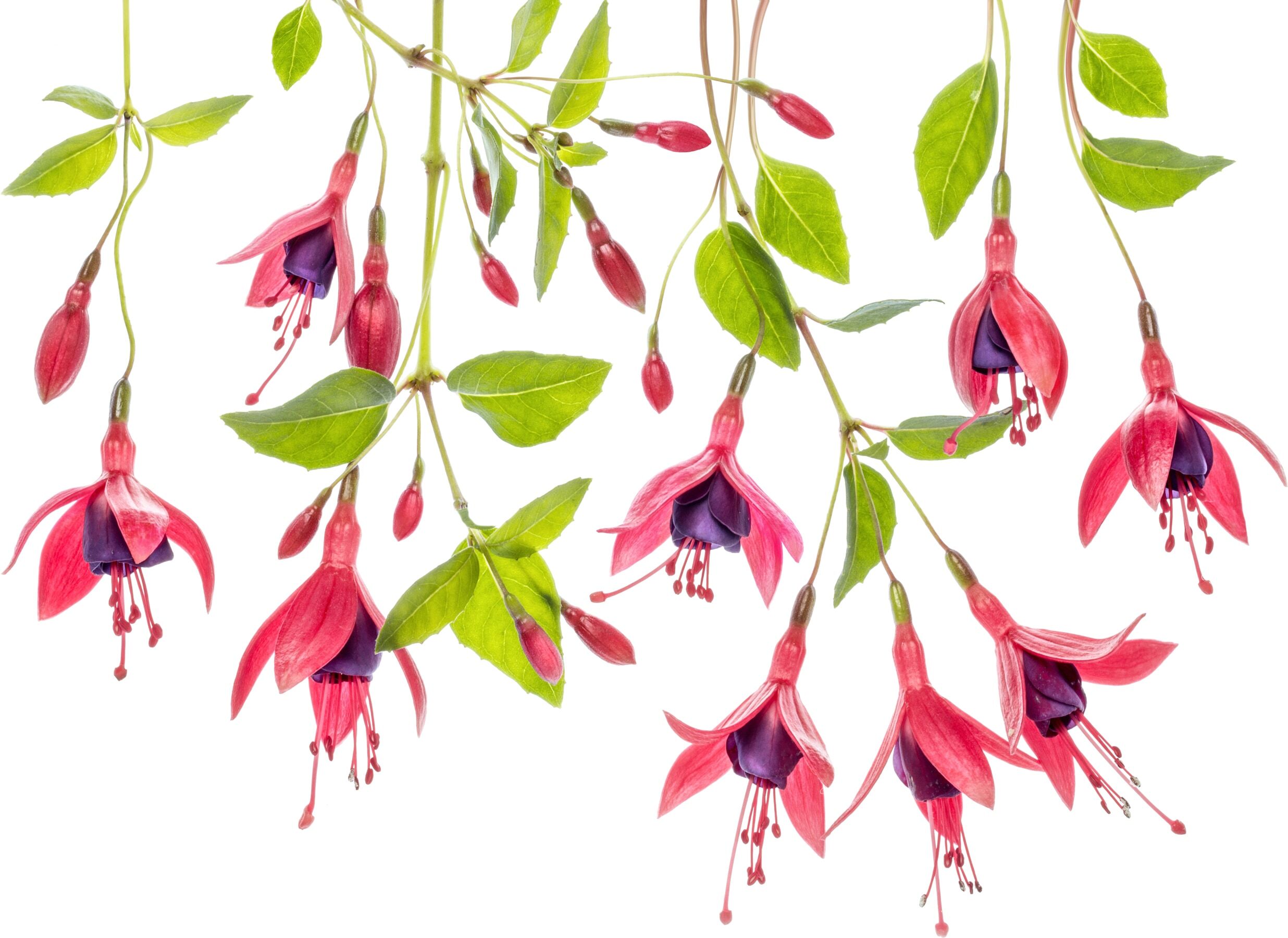 Fototapete PAPERMOON "Photo-Art MANDY DISHER, FUCHSIE", bunt, B:2m L:1,49m, Vlies, Tapeten, Fototapete bunt B/L: 2m x 1,49m, Bahnen: 4 Stk.