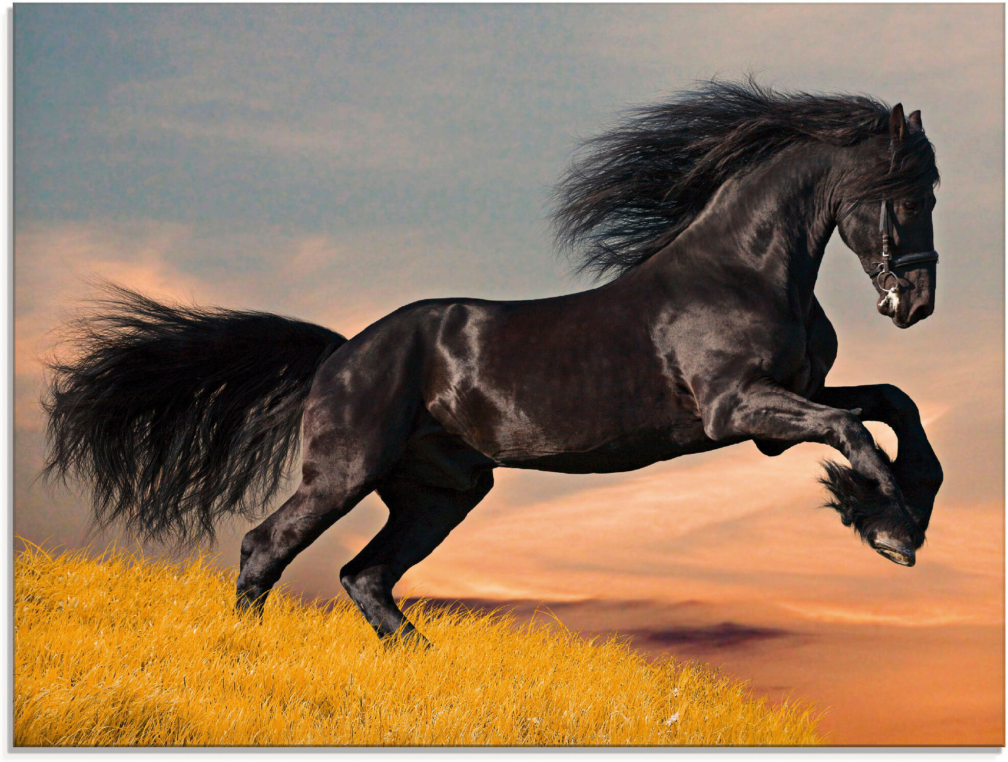 Glasbild ARTLAND "Friesischer Hengstgalopp", schwarz (farbe bild(er): schwarz), B:60cm H:45cm, Bilder, Glasbild, in verschiedenen Grössen farbe bild(er): schwarz B/H/T: 60cm x 45cm, Glasbild Haustiere, 1 Stk.