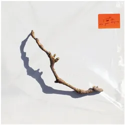 KFR, Schallplatten, I Inside The Old Year Dying (PJ Harvey)