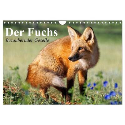 Der Fuchs. Bezaubernder Geselle (Wandkalender 2027 DIN A4 quer), CALVENDO Monatskalender