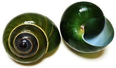 Uplift Picks Natural Green Jade Snail Shell Aquarium Decor Specimen Collection Ornament Natural Green Jade Snail Shell Aquarium Decor Specimen Collection Ornament