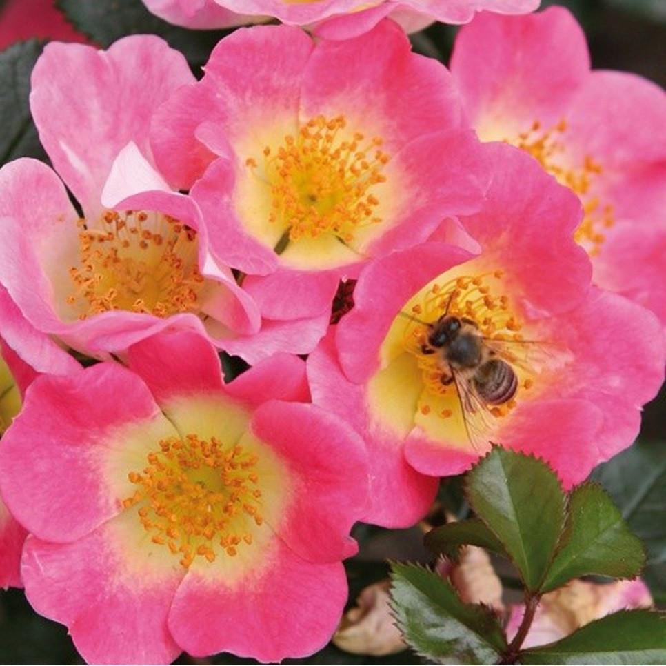 Kordes Nektar Roos Rosa Topolina
