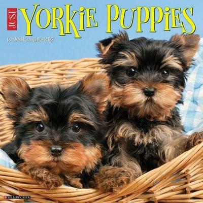 Yorkie Puppies 2027 12 X 12 Wall Calendar