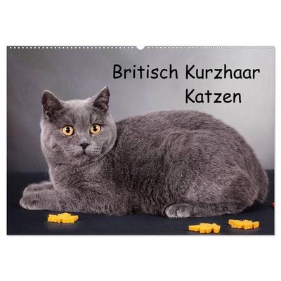 Britisch Kurzhaar Katzen (Wandkalender 2027 DIN A2 quer), CALVENDO Monatskalender