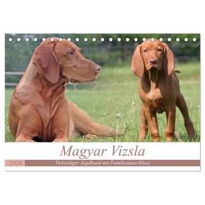 Magyar Vizsla - Vielseitiger Jagdhund mit Familienanschluss (Tischkalender 2026 DIN A5 quer), CALVENDO Monatskalender