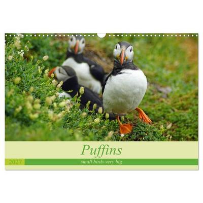 Puffins - small birds very big (Wall Calendar 2027 DIN A3 landscape), CALVENDO 12 Month Wall Calendar