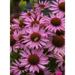 Purpur-Sonnenhut – Echinacea purpurea 'Fountain Light Purple'