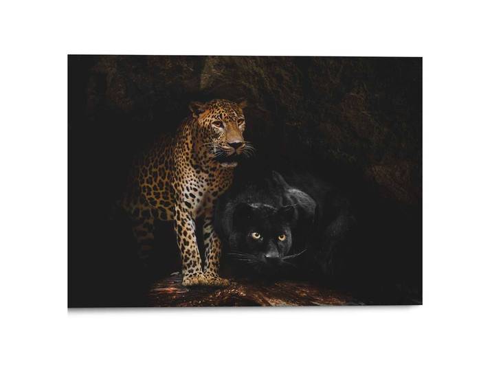 Wandbild Raubtiere Panther Druck auf Alu Dibond Schwarz 70 x 50 x 2cm