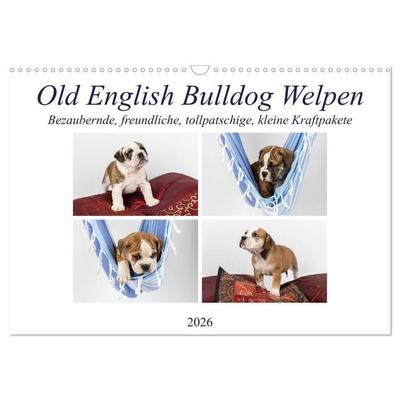 Old English Bulldog Welpen (Wandkalender 2026 DIN A3 quer), CALVENDO Monatskalender