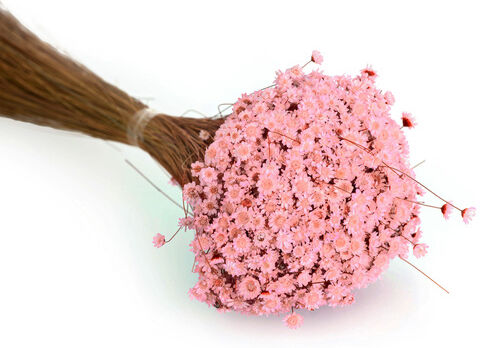Trockenblumen Glixia, pink