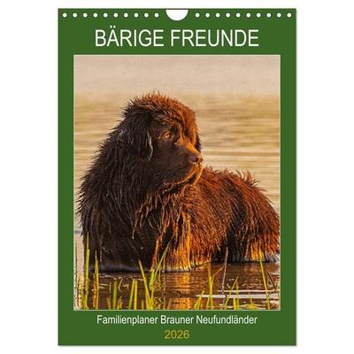 Bärige Freunde - Familienplaner Brauner Neufundländer (Wandkalender 2026 DIN A4 hoch), CALVENDO Monatskalender