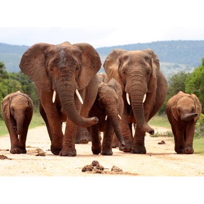 Fototapete PAPERMOON "African Elephant Herd", bunt, B:3m L:2,23m, Vlies, Tapeten