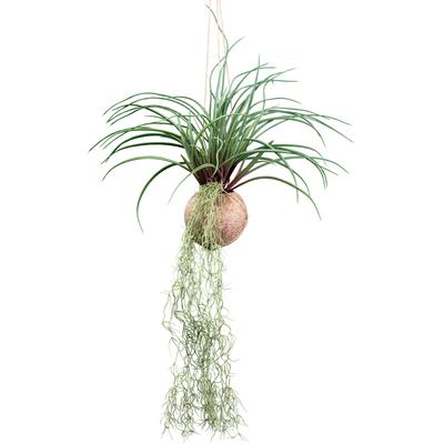 Kunstranke CREATIV GREEN "Tillandsia Stricta", grün, H:72cm, Kunstpflanzen, in natürlicher Kokosschale
