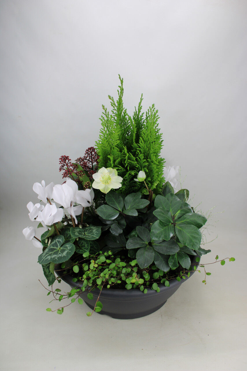 Pflanzen Arrangement Outdoor Nr. 4