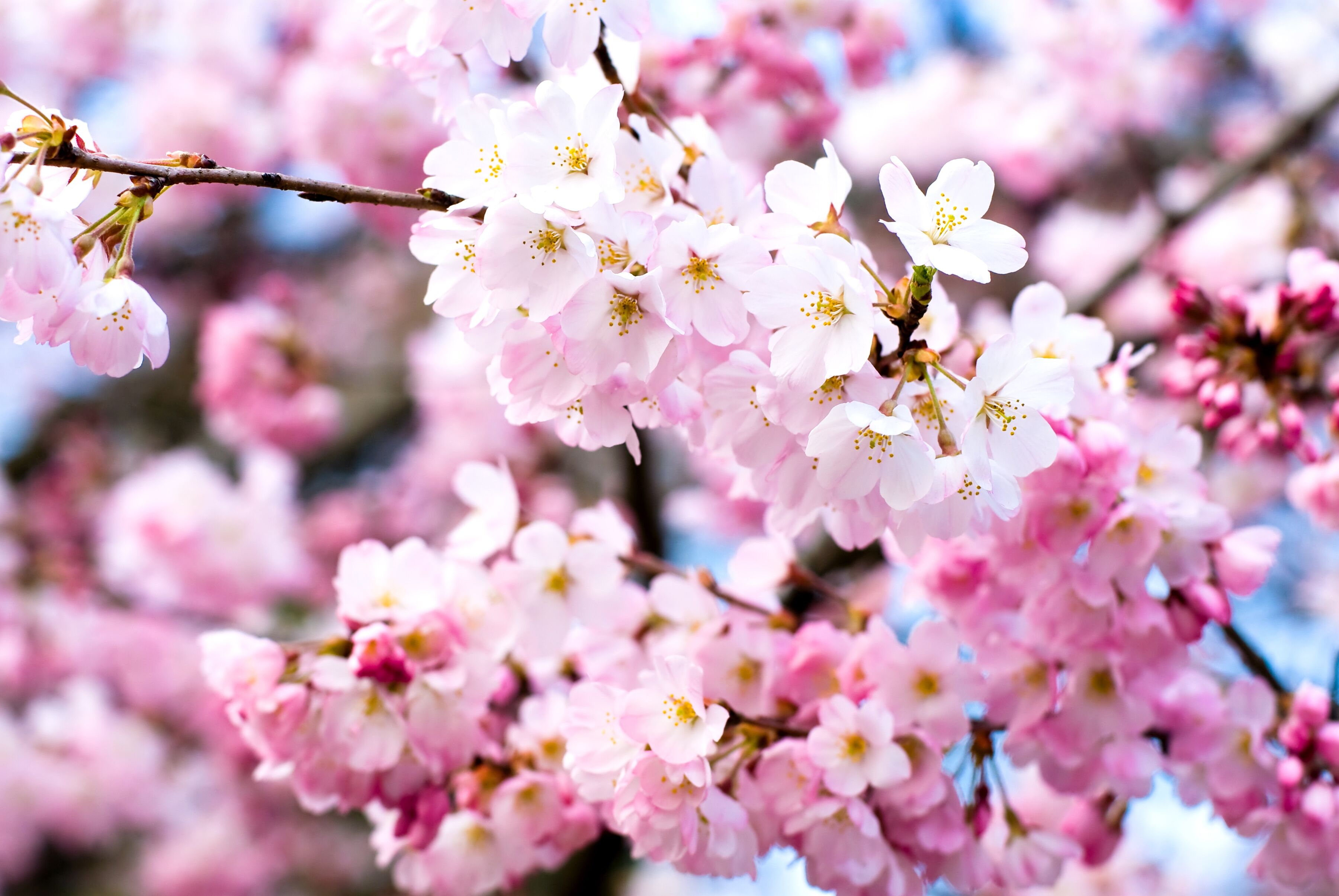 Fototapete PAPERMOON "Cherry Blossoms", bunt, B:2,5m L:1,86m, Vlies, Tapeten, Fototapete bunt B/L: 2,5m x 1,86m, Bahnen: 5 Stk.