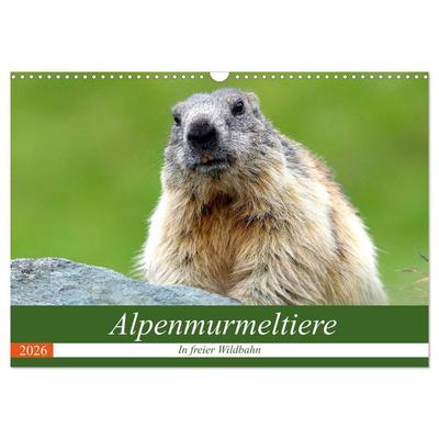 Alpenmurmeltiere in freier Wildbahn (Wandkalender 2026 DIN A3 quer), CALVENDO Monatskalender