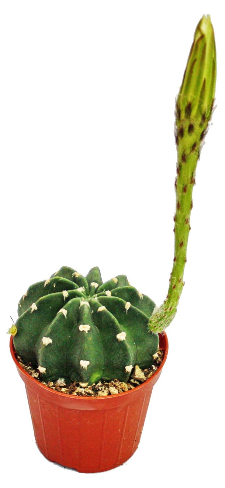 Exotenherz Echinopsis subdenundata kleine plant in een pot van 5,5 cm