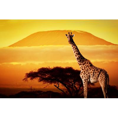 Papermoon "Giraffe von Kilimanjaro"