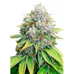 Royal Queen Seeds O.G. Kush 1 Samen - 1